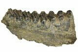 Partial, Fossil Stegodon Molar - Indonesia #149728-3